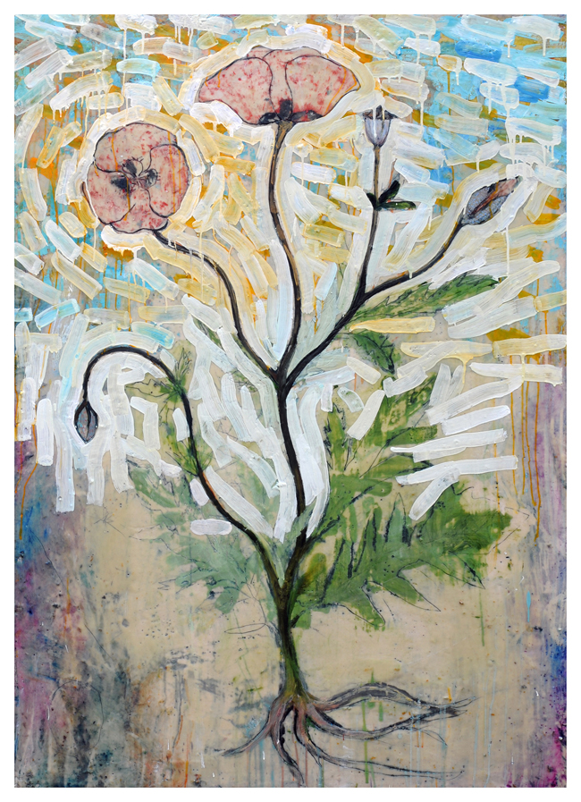 Botanical Study - Papaver Rhoeas