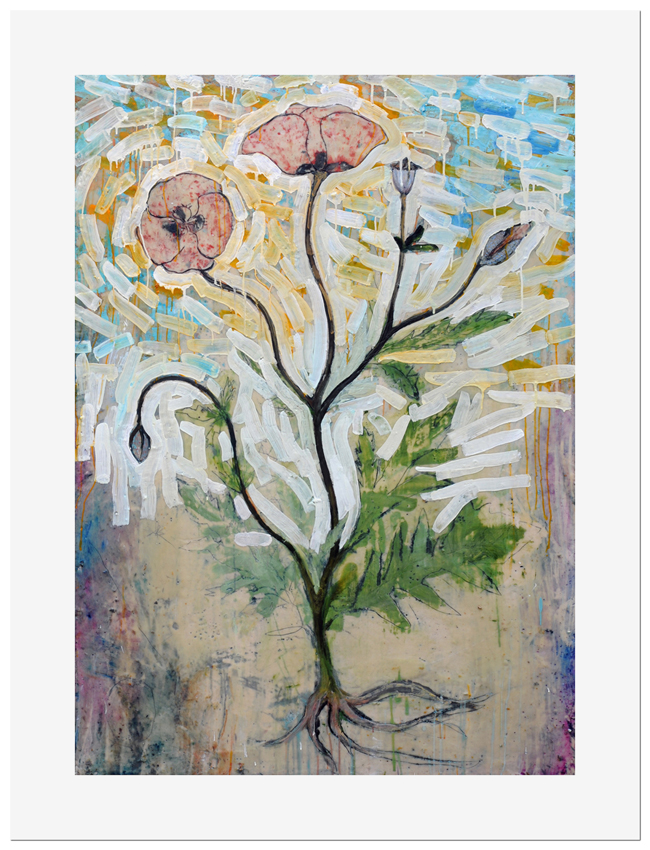 Botanical Study: Papaver Rhoeas reproduction print